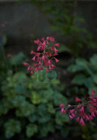 Téléchargez les photos : Fleurs rouges de Heuchera sanguinea, rubescens dans le jardin. Heure d'été et de printemps. - en image libre de droit
