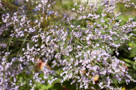 Violet flowers of plumbaginaceae limonium latifolium in the garden. Summer and spring time