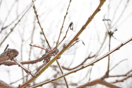 Téléchargez les photos : Branches d'une herbe à feuilles caduques, buissons couverts de croûte glacée après pluie verglaçante, fragment, fond - en image libre de droit