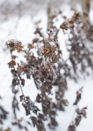 Téléchargez les photos : Branches d'une herbe à feuilles caduques, buissons couverts de croûte glacée après pluie verglaçante, fragment, fond - en image libre de droit