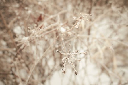 Téléchargez les photos : Fleurs d'une herbe à feuilles caduques, buissons couverts de croûte de glace après pluie verglaçante, fragment, fond. focus sélectionné - en image libre de droit