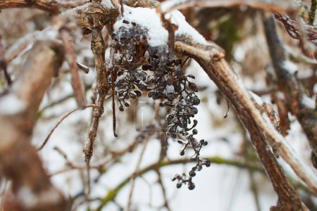 Téléchargez les photos : Branches d'un raisin, buissons recouverts de croûte de glace après pluie verglaçante, fragment, fond - en image libre de droit