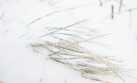 Téléchargez les photos : Fleurs d'une herbe à feuilles caduques, buissons couverts de croûte de glace après pluie verglaçante, fragment, fond. focus sélectionné - en image libre de droit