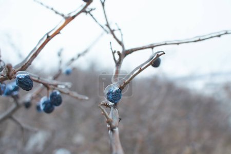 Téléchargez les photos : Blackthorn Sloe Berries recouvert de croûte de glace après la pluie verglaçante, fragment, fond. focus sélectionné - en image libre de droit