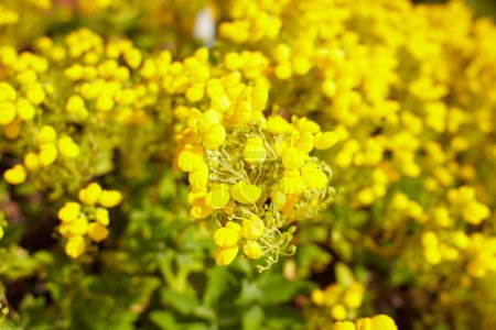 Téléchargez les photos : Fleurs jaunes de scrophulariaceae calceolaria integrifolia dans le jardin. Heure d'été et de printemps - en image libre de droit