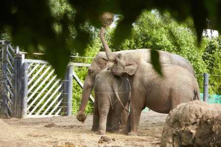 Téléchargez les photos : Groupe d'éléphants dans un zoo. Famille - en image libre de droit
