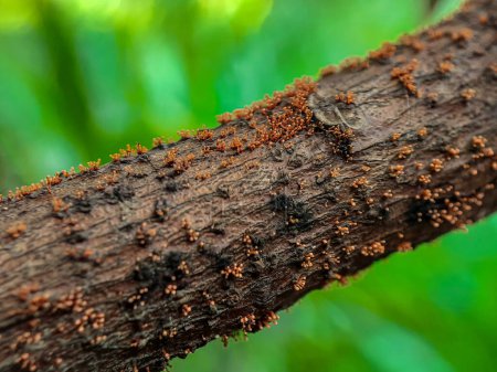 Téléchargez les photos : Une vue rapprochée des fourmis sur l'arbre. - en image libre de droit