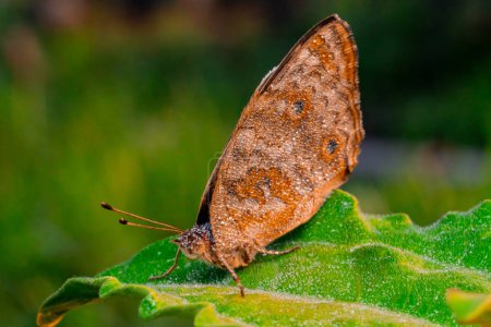 Téléchargez les photos : Une prise de vue sélective du papillon dans la nature pendant la journée - en image libre de droit