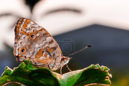 Téléchargez les photos : Vue rapprochée du papillon dans le jardin - en image libre de droit