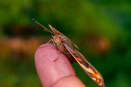 eine Nahaufnahme einer männlichen Hand, die eine Libelle auf einem Blatt hält
