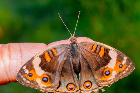 the brown butterfly sits on the palm of palm.