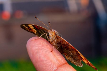 Schmetterling auf der Hand eines Mannes, aus nächster Nähe