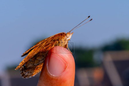 Schmetterling auf einer Hand