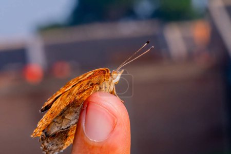Téléchargez les photos : Papillon fermer. le concept de l'humain et du papillon - en image libre de droit
