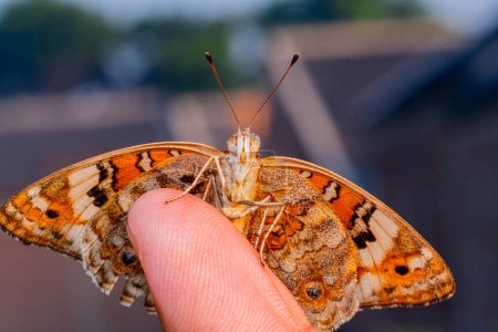 Téléchargez les photos : Papillon sur une main - en image libre de droit