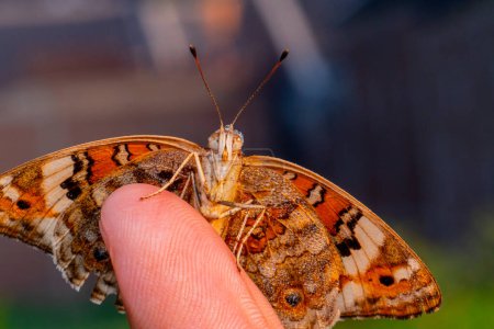 Téléchargez les photos : Papillon main mâle avec un beau papillon - en image libre de droit