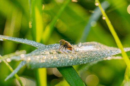 Téléchargez les photos : Gros plan d'insecte dans la nature - en image libre de droit