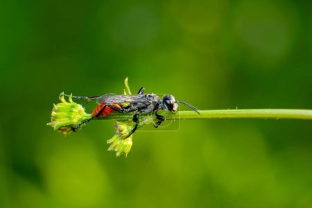Téléchargez les photos : Gros plan de bug à la nature sauvage - en image libre de droit