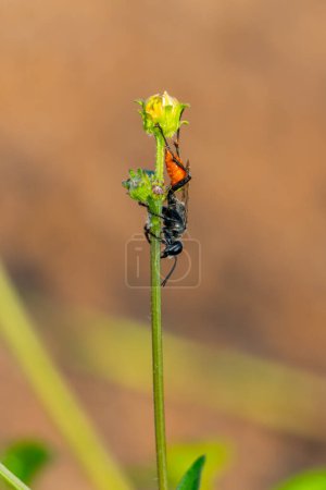 eine selektive Fokusaufnahme einer schwarz-weißen Biene, die auf einer Blume auf einem grünen Blatt im Garten sitzt