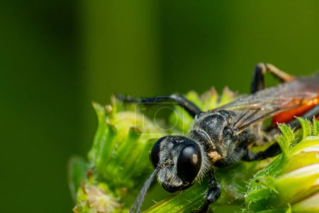 Téléchargez les photos : Gros plan de l'insecte, concept nature - en image libre de droit