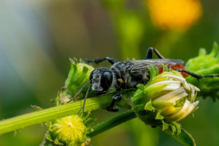 black beetle, black - tailed wasp, black beetle ( armerus arica ) on a green plant in a garden in summer