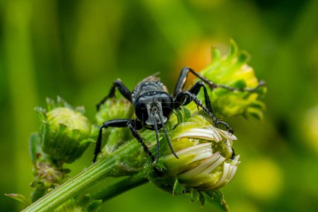 black spider sitting on the flower