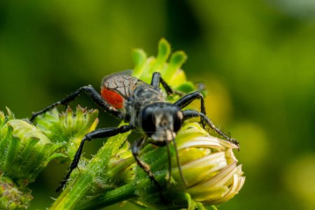 Téléchargez les photos : Gros plan d'un scarabée sur une feuille verte - en image libre de droit