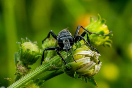 black spider in the grass