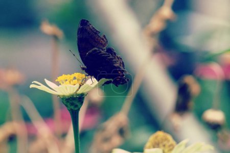 Photo for Butterfly on a flower - Royalty Free Image
