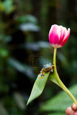Photo for Beautiful botanical shot, natural wallpaper - Royalty Free Image