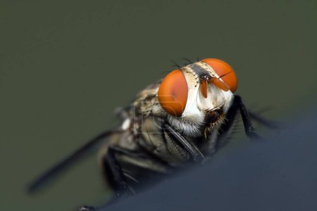Makroaufnahme einer Fliege auf schwarzem Hintergrund