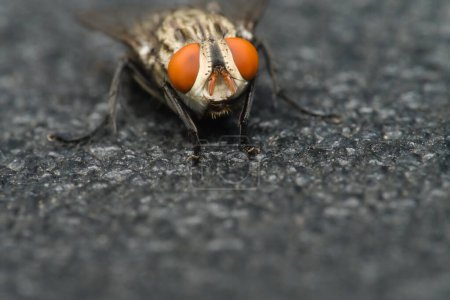 a closeup shot of a bee