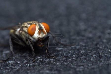 a fly on a black background. macro.