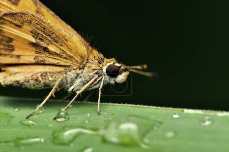 Téléchargez les photos : Brown butterfly "skipper" in the wild life in the morning - en image libre de droit