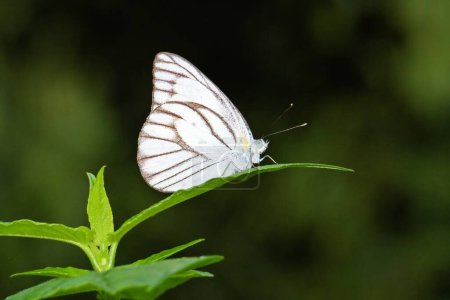 Téléchargez les photos : White butterfly in the wild life in the morning - en image libre de droit