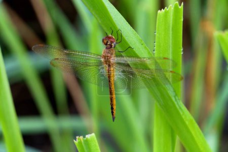 photo macro of dragonfly in the wild life