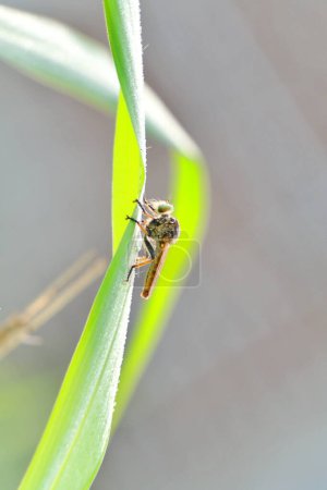 Robber fly sitting on the grass