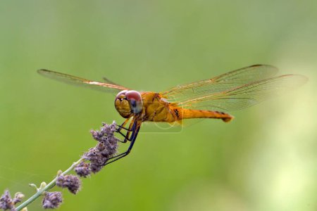 Photo for Photo macro of dragonfly in the wild life - Royalty Free Image