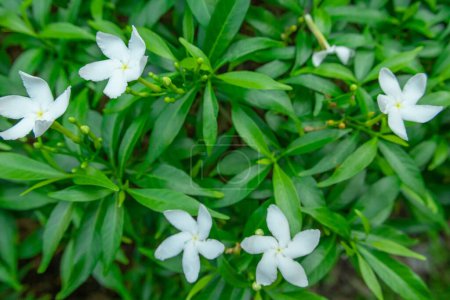 Photo for The beautiful white bloom Pinwheel flower in the garden, blooming crepe jasmine - Royalty Free Image