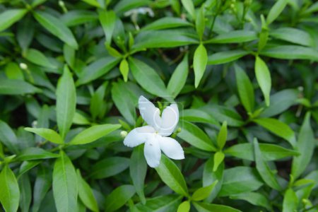 Photo for Close up of The beautiful white bloom Pinwheel flower in the garden, blooming crepe jasmine - Royalty Free Image
