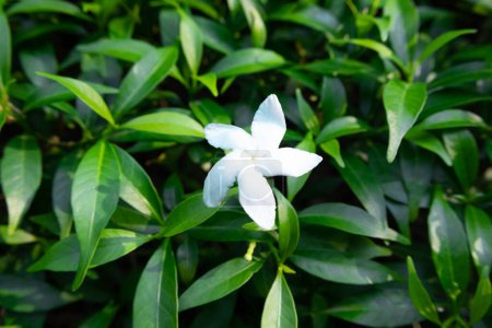Photo for Close up of The beautiful white bloom Pinwheel flower in the garden, blooming crepe jasmine - Royalty Free Image