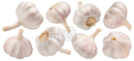 Photo for Garlic isolated on white background with clipping path, collection - Royalty Free Image