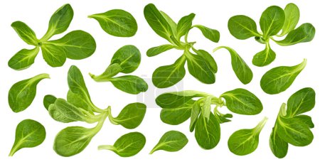 Photo for Fresh lamb lettuce, Valerianella locusta, corn salad leaves isolated on white background with clipping path - Royalty Free Image