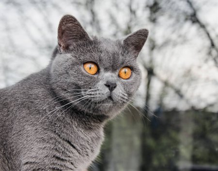 Téléchargez les photos : Chat britannique à poil court, chat domestique, chat castré - en image libre de droit