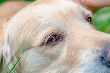 Téléchargez les photos : Sad eyes on face of large dog close-up. Melancholy dog. Emotions of animals. - en image libre de droit