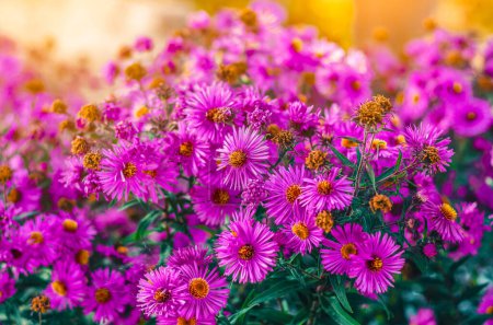 Foto de Purple aster flowers foto de cerca. Inflorescencias de flores de otoño. - Imagen libre de derechos