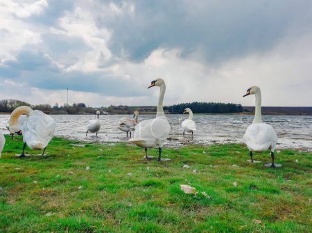 Photo for White swans on a small lake on shore. - Royalty Free Image