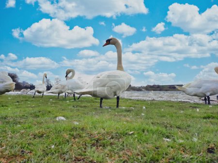 Photo for White swans on a small lake on shore. - Royalty Free Image