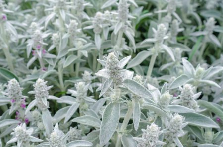 Photo for Flowers Stachys byzantina, gray flower background in nature - Royalty Free Image