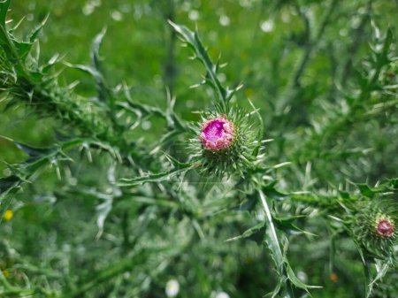 Téléchargez les photos : Chardon-Marie fleur sur tige verte violet - en image libre de droit